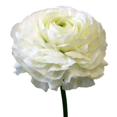 White Ranunculus Fresh Cut Flower