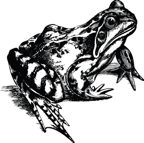 Toad Clipart Black And White