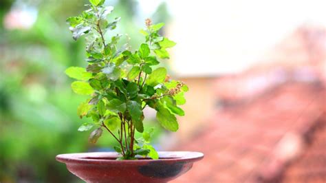 Best Remedies Of Tulsi वास्तु दोष दूर करता है तुलसी का पौधा जानें