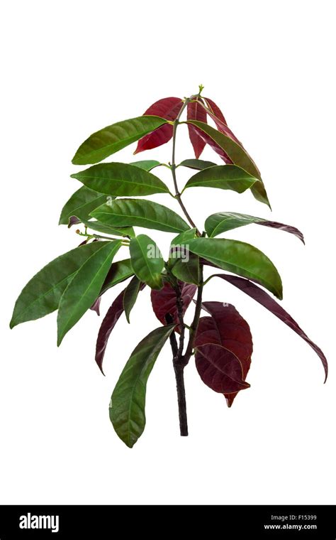 Chinese Croton Or Excoecaria Cochinchinensis Lour Scientic Names