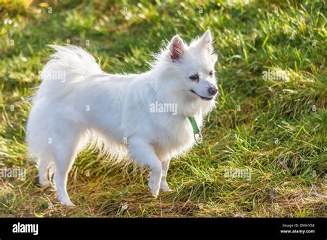 How Much Is A White Pomeranian Dog