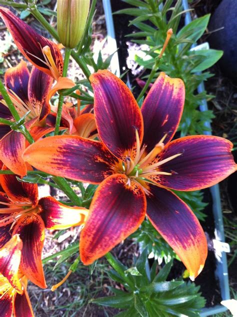 Photo Of The Bloom Of Lily Lilium Starlette Posted By Patti1957