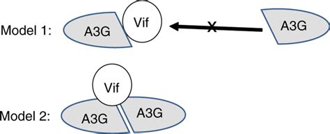 Models For The Apobec3GVif Interaction In Model 1 Vif Binds To An