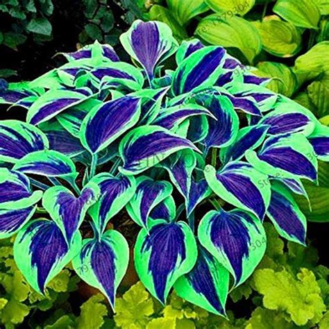 Buy Xianjia Pieces Giant Funkie Hosta Flower With Extra Large