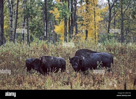 American Bison bull, cow and calf Stock Photo - Alamy