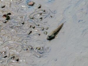 10 Cool Mudskipper Facts - Fact Animal