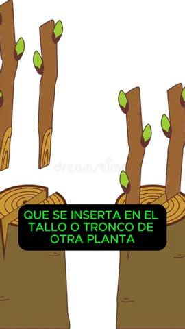 Los M Todos De Reproducci N Asexual De Plantas M S Usados Shorts