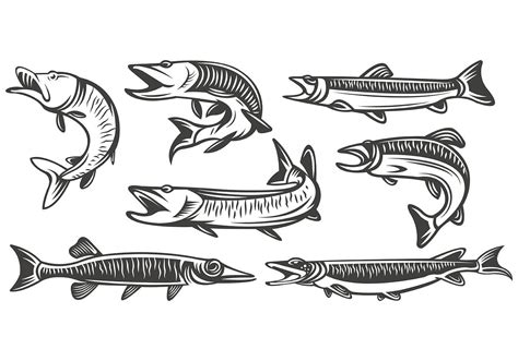 Download the Set Of Muskie Fish Vectors 160455 royalty-free Vector from ...