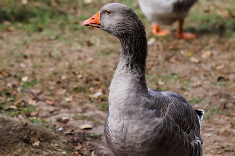 Toulouse Goose · Efowl