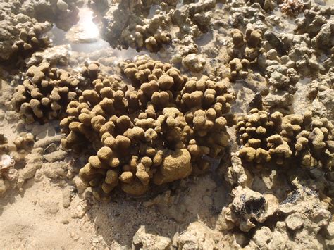 Extreme low tide at Coconut Island
