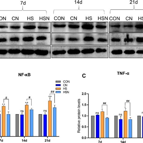 Protein Expression Levels Of Nf Kb And Tnf A In The Ovaries A The