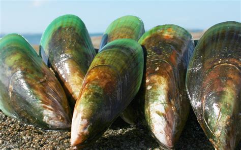 Green Mussels Green Half Shell Mussels Jack Hook Seafood
