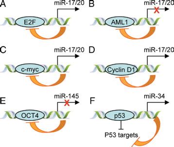 Microrna Cell Cycle And Human Breast Cancer The American Journal Of