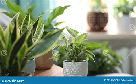 Benefits Of Grouping Houseplants Together Stock Illustration