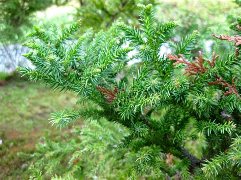 In Bloom Cryptomeria Japonica — Seattle Japanese Garden