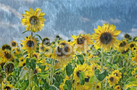 Sunflowers IN The Rain stock photos - FreeImages.com