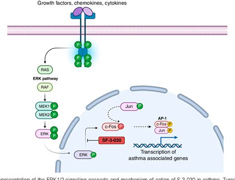 Figure 1 From Selective Inhibition Of Extracellular Signal Regulated