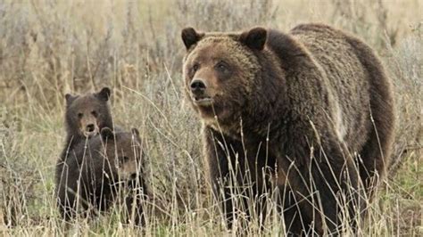 Man Survives Grizzly Bear Attack