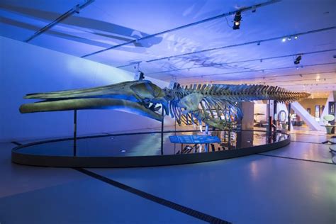 New blue whale exhibit opens at the ROM - Owl Connected