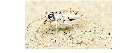 Ghost Tiger Beetle Ellipsoptera Lepida Cicindelidae Photo By Henri