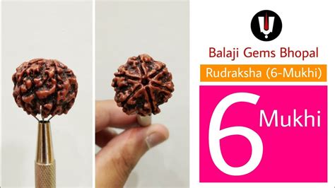 6 Mukhi Rudraksha With Certificate And Identification Report Youtube