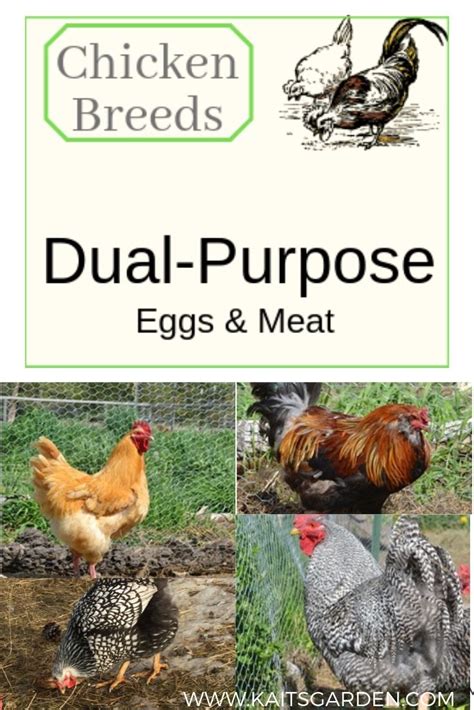 the front cover of a book with pictures of chickens and roosters