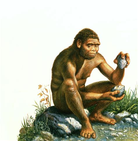 Homo Habilis Making Stone Tool By Christian Jegou Publiphoto Diffusion