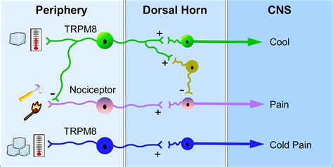 A Sensory Labeled Line For Cold Trpm8 Expressing Sensory Neurons