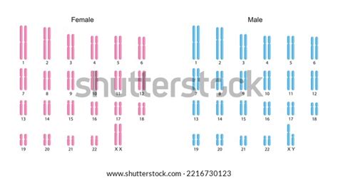 Scientific Designing Human Karyotype Human Complete Stock Vector ...