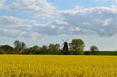 Free Images Landscape Tree Nature Forest Horizon Blossom Sky