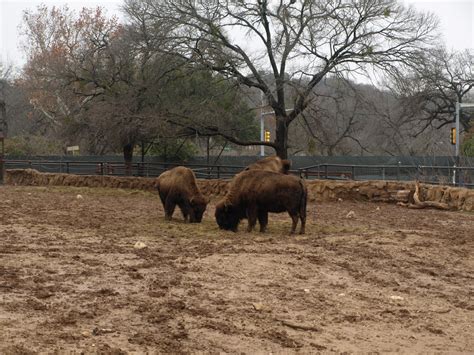 Strength for Today and Bright Hope for Tomorrow: Waco Zoo with the Nolens!!