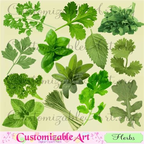 Erba Aromatica Erbe Clipart Digital Clip Art Rucola Basilico Coriandolo