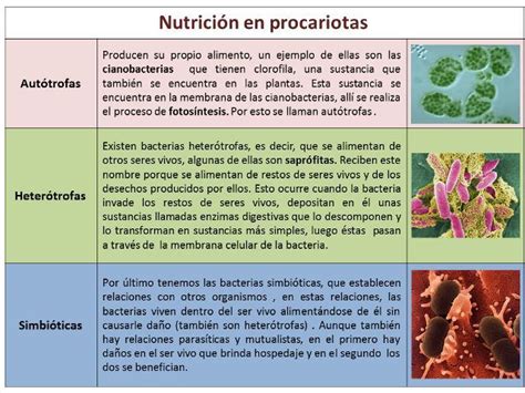 R Szt Vesz Beszerz S Szombat Que Tipo De Nutricion Tienen Las Bacterias