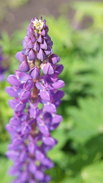 Lupin Violet Fleurs Violettes Photo Gratuite Sur Pixabay Pixabay