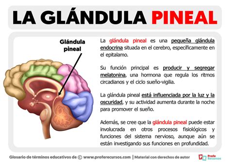 Qu Es La Gl Ndula Pineal Definici N