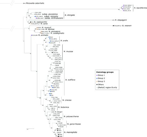 An ML Phylogeny Generated From An Alignment Of Concatenated RMLST