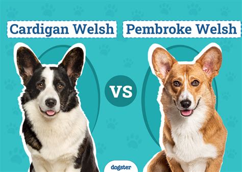 miniature corgi  corgi welsh corgi pembroke breeds
