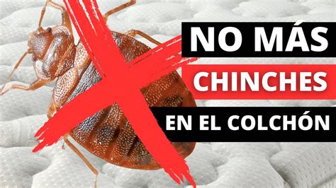 Trucos Caseros Que Eliminan Las Chinches Del Colch N Youtube