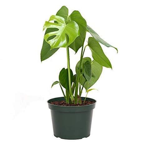 Split Leaf Philodendron Pruning Helpful Guide Gardening Tips And Tricks