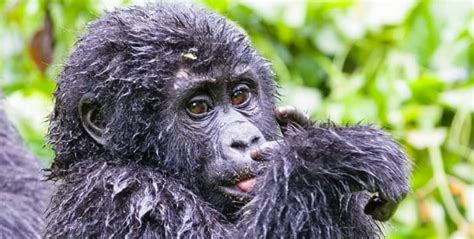 Virunga Gorilla Trek How To Book Virunga Gorilla Permits In Dr Congo