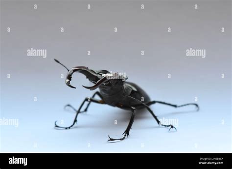 Escarabajo Macho Lucanus Cervus Sobre Fondo Blanco Escarabajo De