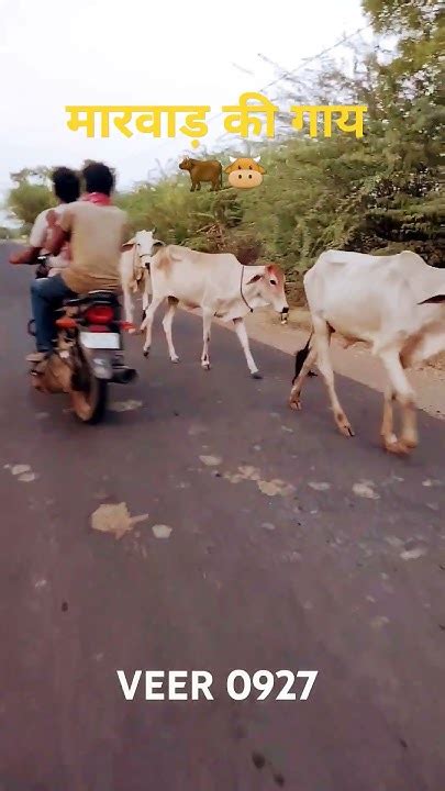 गाँव की देसी गाय🐮😍मारवाड़ के गाँव🛖🐫🥰सुबह की खूबसूरत यादें🌈villagelife🛖