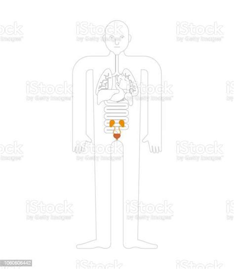 신장과 방광 인간 해부학입니다 위장 내부 기관입니다 인간의 신체와 장기의 시스템입니다 의료 시스템입니다 벡터 일러스트 레이 션