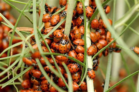 Types Of Ladybugs Found In Canada Id Guide Bird Watching Hq