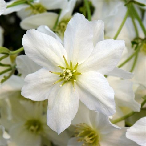 Evergreen And Winter Flowering Clematis Superior Quality Climbers Uk