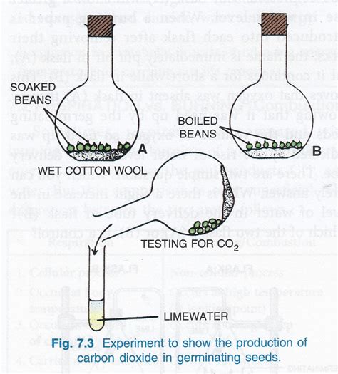 Chapter 7 Respiration In Plants Solutions For Class 9 ICSE Concise