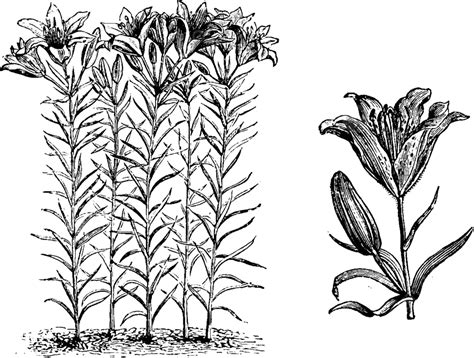 Ilustración Vintage Del Hábito De Lilium Davuricums E Inflorescencia