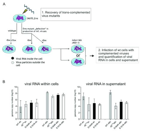 Determination Of Viral Rna Levels In Cells And Cell Culture