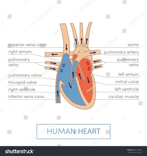 Human Heart Anatomy Cartoon Vector Illustration: vector de stock (libre ...