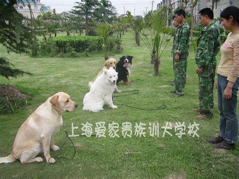 上海训狗 上海宠物 上海训犬 上海狗狗学校 上海爱家宠物训犬学校